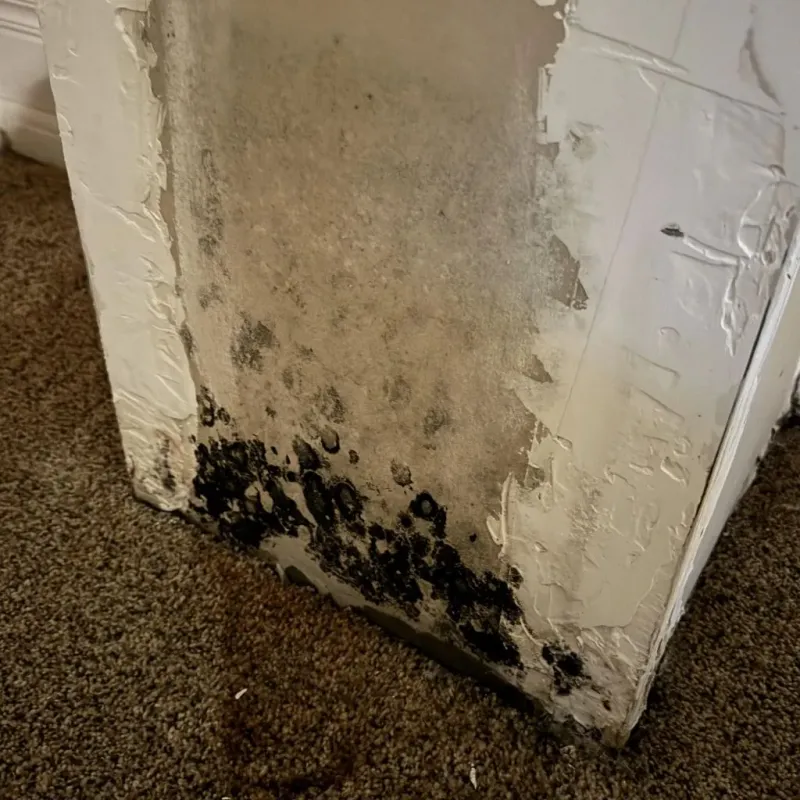 Professional Mold Removal in River Road, NC